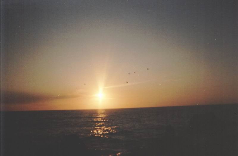 Am Meer mit Voegeln.jpg